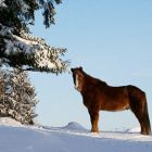glampi_vinter