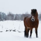 lind_sno