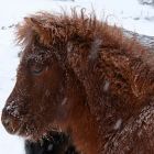 teitur_vinter