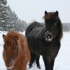 teiturnypa_vinter